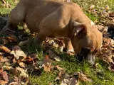 American Bully hvalpe - 4