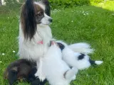 Papillon/ pomeranian, papi-pom, paperanian, hvalpe - 5