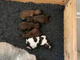 Shih tzu hvalpe  - 2
