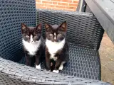 Kattekillinger 