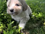 Coton - Shih tzu hundehvalpe  - 5