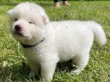 Akita Inu hvalpe - 3