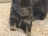 Pomeranian / chihuahua  - 4