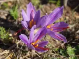 Safrankrokus – “Crocus Sativus” løg - 3