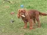 cavalier king charles spaniel m stambog - 2