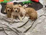 Mini Golden Doodle rejse klar nu - 2