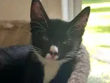 Kattekillinger 