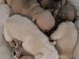 Ægte Franske Bulldogs - 3