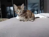 Puf-bløde lækre Maine coon killinger 