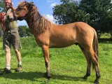 Islænderen der kan trave - 2