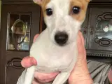 Dansk svensk gårdhund