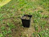 Gule Hindbær planter 