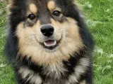 Hund, søger nyt hjem