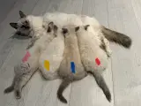 Ragdoll killinger