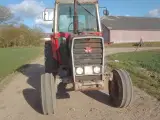 MF 590 traktor - 2