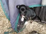 dejlig hundehvalpe ds chihauhau - 3