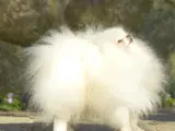 Smuk Pomeranian tilbydes Avl - 3