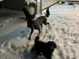 Cockerpoo - 5
