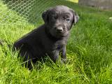 Labrador hundehvalpe 