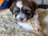 Bichon Havanais hvalp hun Stella sælges. 6 uger - 4