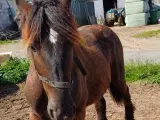 1 årig Jyskhest hingst sælges - 3