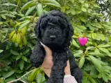 Goldendoodle hvalpe  - 2