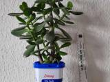 3 stk. Paradistræ planter