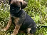 Hundehvalp, Petit Griffon - 2