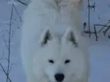 Samojede/ samoyed  - 2