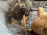 Pomeranian/chihuahua - 3