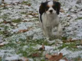 Cavalier King Charles Spaniel med 2 års garanti - 3