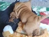 Shar Pei hvalpe DKK Stamtavle  - 3