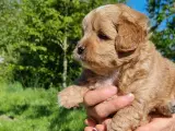 Boomer/Puddel hvalpe - 5