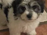 Bichon Havanais hvalpe