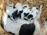 Dansk Svensk gårdhundehvalpe sælges!