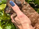 De lækreste Maltipoo hvalpe - 4