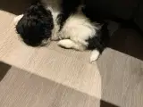 Hundehvalpe