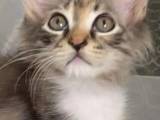 Killing Maine coon-Ragdoll mix hunkat ??