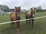 2 børnevenlige islænder