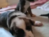 Boxerblandinger søger nye madslaver 🐕💙 Stueopdræ - 4