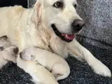 Golden Retriever hvalpe - 4