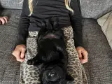 Labradorhvalpe af ‘gammeldags’ type - 5