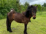 Fell pony plag vallak - 4
