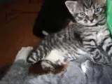 Kattekillinger