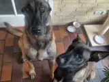 Hvalpe Renracet Malinois Belgisk hyrdehund - 5