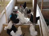 Varmefrie kyllinger sælges 
