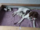Engelsk Springer Spaniel ft. fin Stamtavle