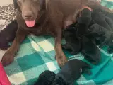 Labrador hvalpe