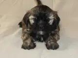 Lhasa Apso hvalpe - 2