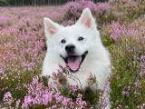Avlsgodkendt gammel dansk spids hanhund